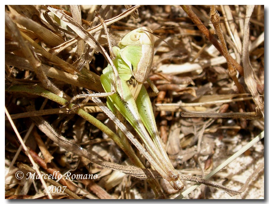 Un Tettigoniidae fra le dune di Capo Feto (Sicilia merid.)